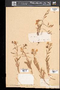 Oenothera perennis image