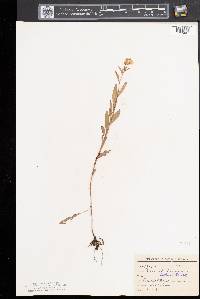 Oenothera perennis image