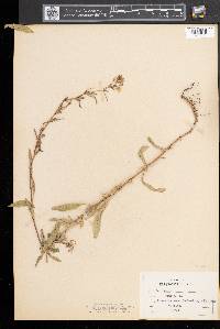 Oenothera perennis image