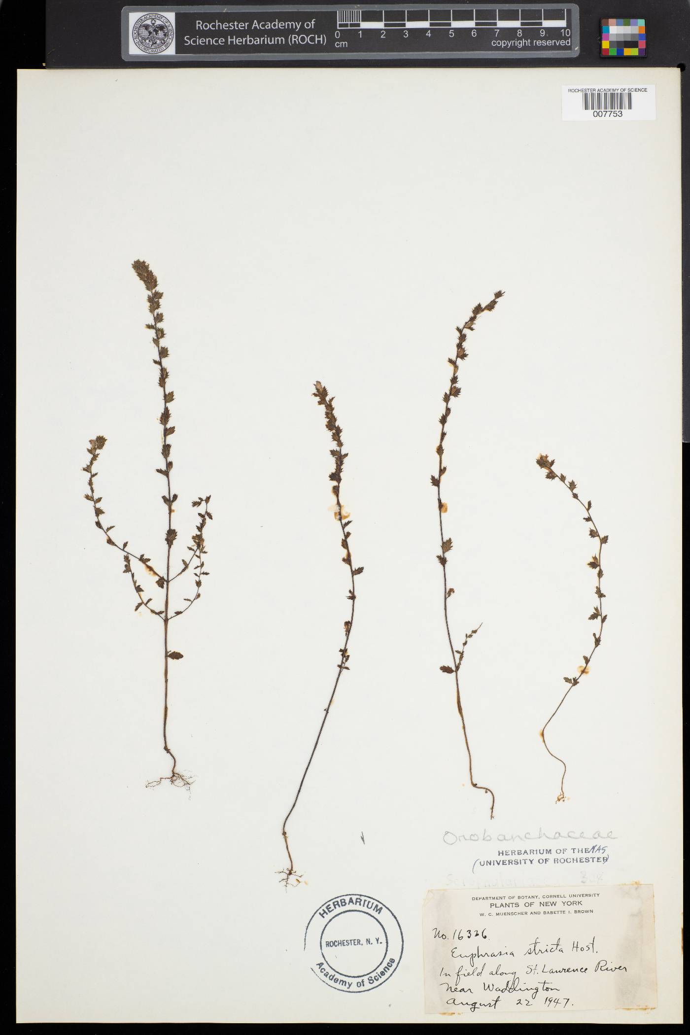 Euphrasia stricta image
