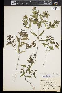 Melampyrum lineare image