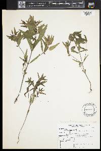 Melampyrum lineare image