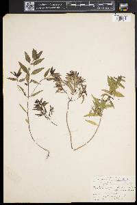 Melampyrum lineare image