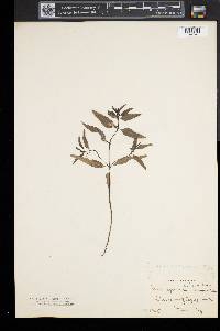 Melampyrum lineare image