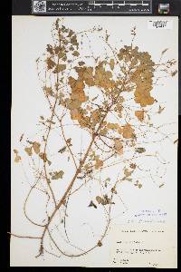 Oxalis corniculata image