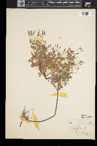Oxalis corniculata image
