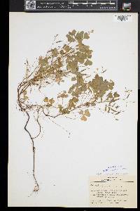Oxalis corniculata image