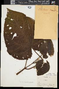Paulownia tomentosa image