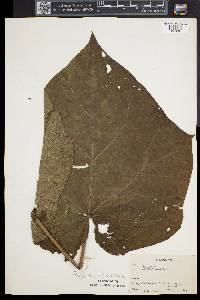 Paulownia tomentosa image