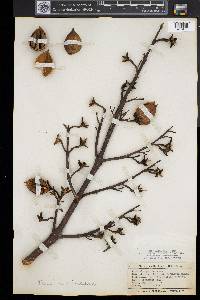Paulownia tomentosa image