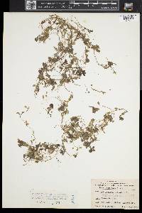 Callitriche palustris image