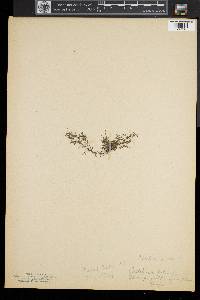 Callitriche palustris image