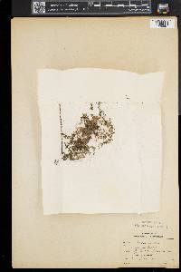 Callitriche palustris image
