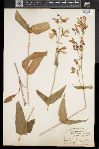 Penstemon digitalis image