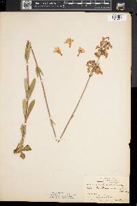 Penstemon digitalis image