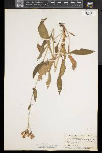 Penstemon digitalis image