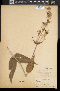 Penstemon digitalis image