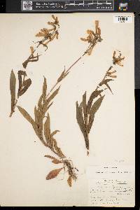 Penstemon hirsutus image