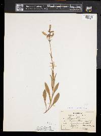 Penstemon hirsutus image