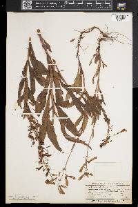 Penstemon hirsutus image