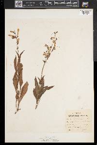 Penstemon hirsutus image