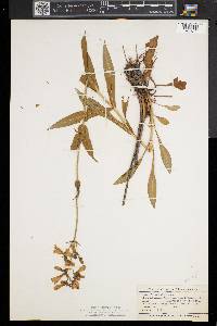 Penstemon pallidus image
