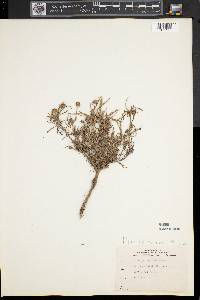 Plantago arenaria image