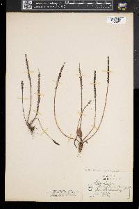 Plantago maritima image