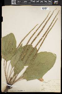 Plantago rugelii image