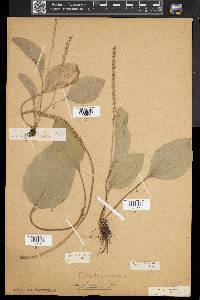 Plantago rugelii image