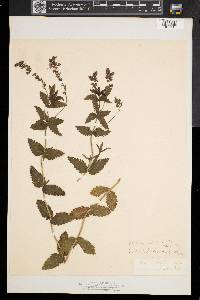 Veronica austriaca image