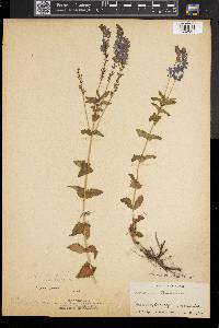 Veronica austriaca image