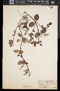 Veronica beccabunga image