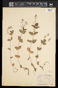 Veronica chamaedrys image