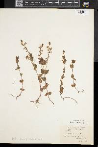 Veronica chamaedrys image