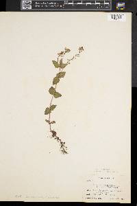 Veronica chamaedrys image
