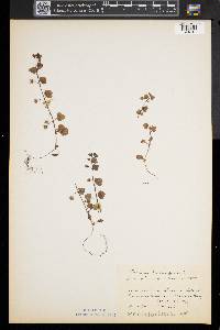 Veronica hederifolia image