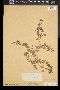 Veronica hederifolia image