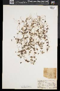 Veronica persica image