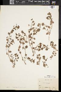 Veronica persica image