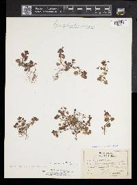Veronica persica image