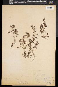 Veronica persica image