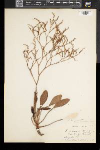 Limonium carolinianum image
