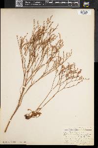 Limonium carolinianum image