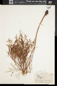 Limonium carolinianum image