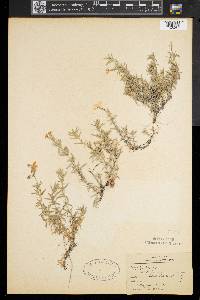 Phlox subulata image