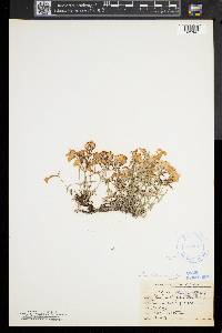 Phlox subulata image
