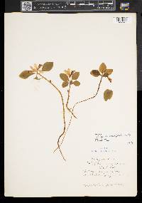 Polygaloides paucifolia image