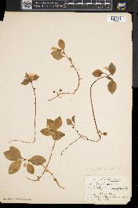 Polygaloides paucifolia image