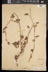 Fagopyrum esculentum image